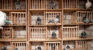 Jak správně chovat holuby doma?